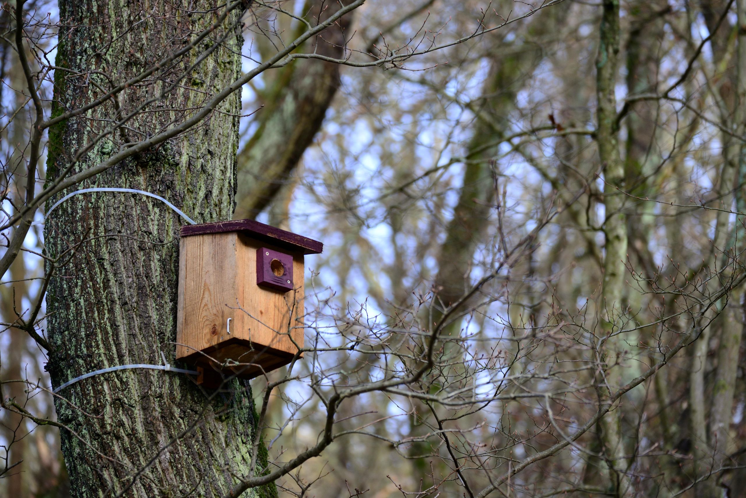 An einem Baum in einem kahlen Wald hängt ein hölzerner Vogelnistkasten