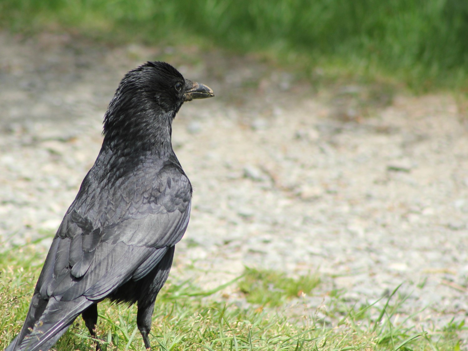 Porträt einer Krähe von halb hinten