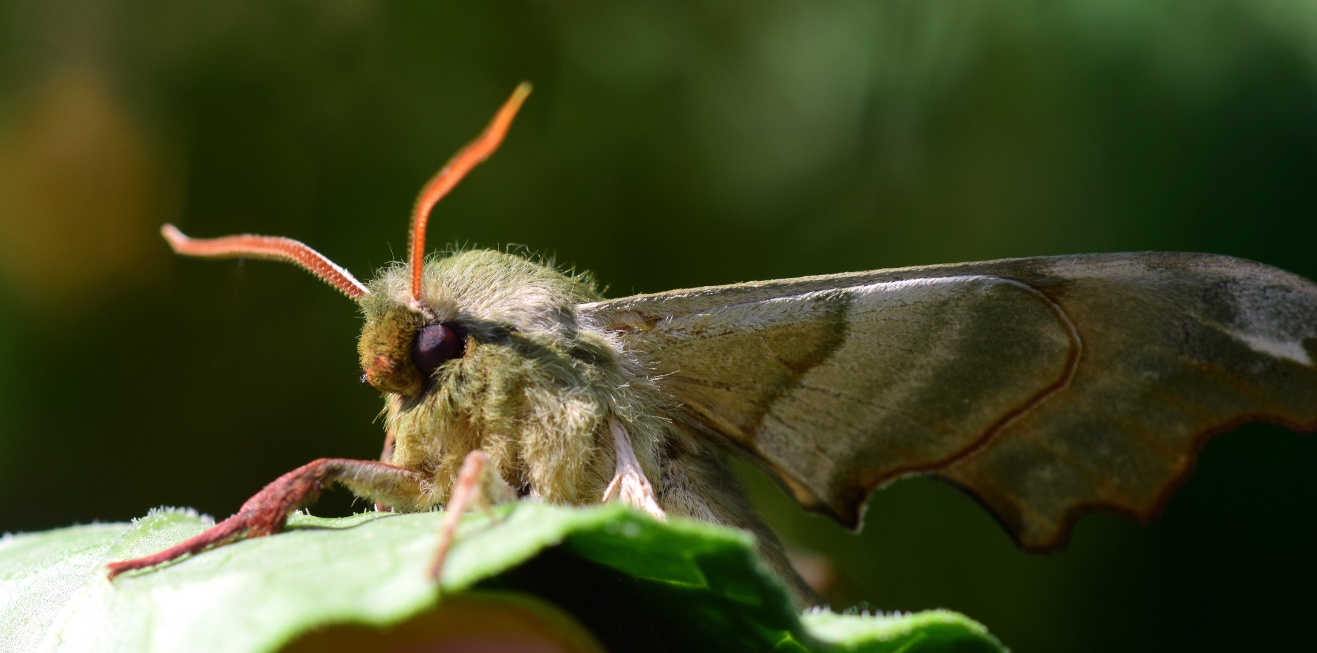 Motten suchen das Licht – was das für unsere Wälder bedeutet