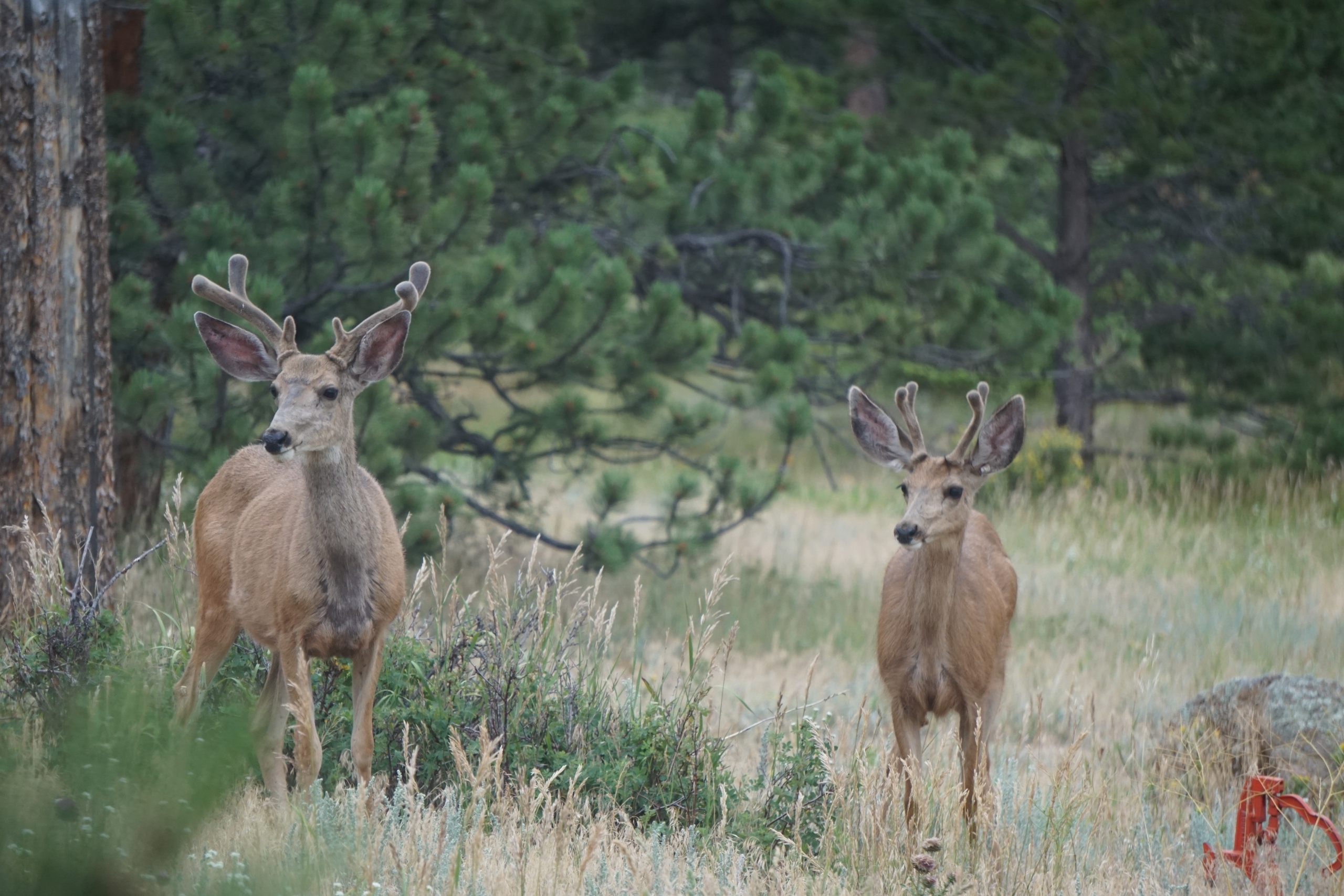 Zwei Hirsche mit kleinen Geweihen im Bast stehen in einer locker bewaldeten Landschaft