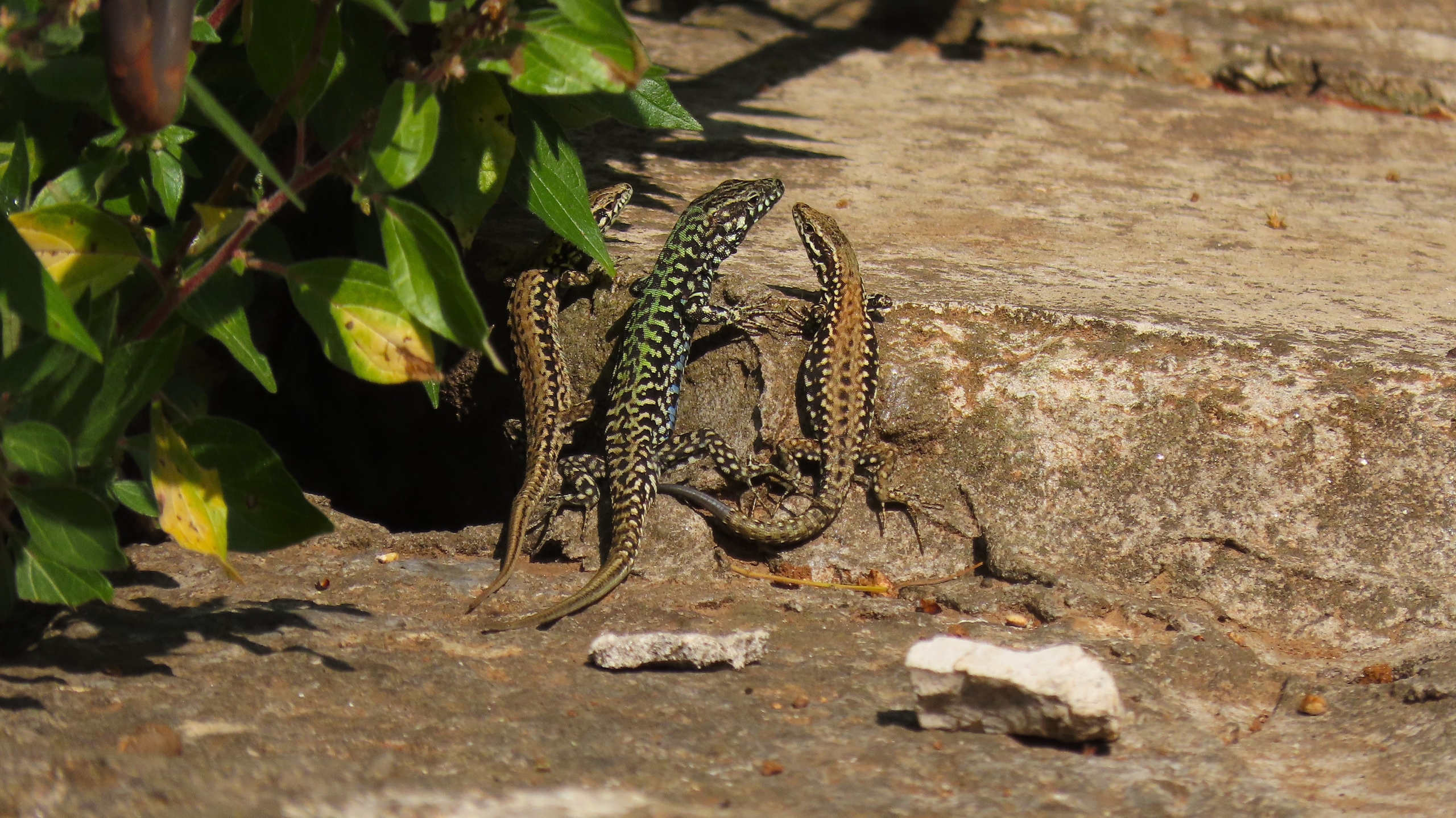 Drei Eidechsen liegen nebeneinander an einem Mauervorsprung, als würden sie sich unterhalten
