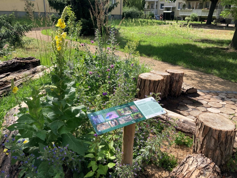 Am Rand eines Weges in einem Park wachsen wilde Blühpflanzen, davor steht ein erklärendes Schild.