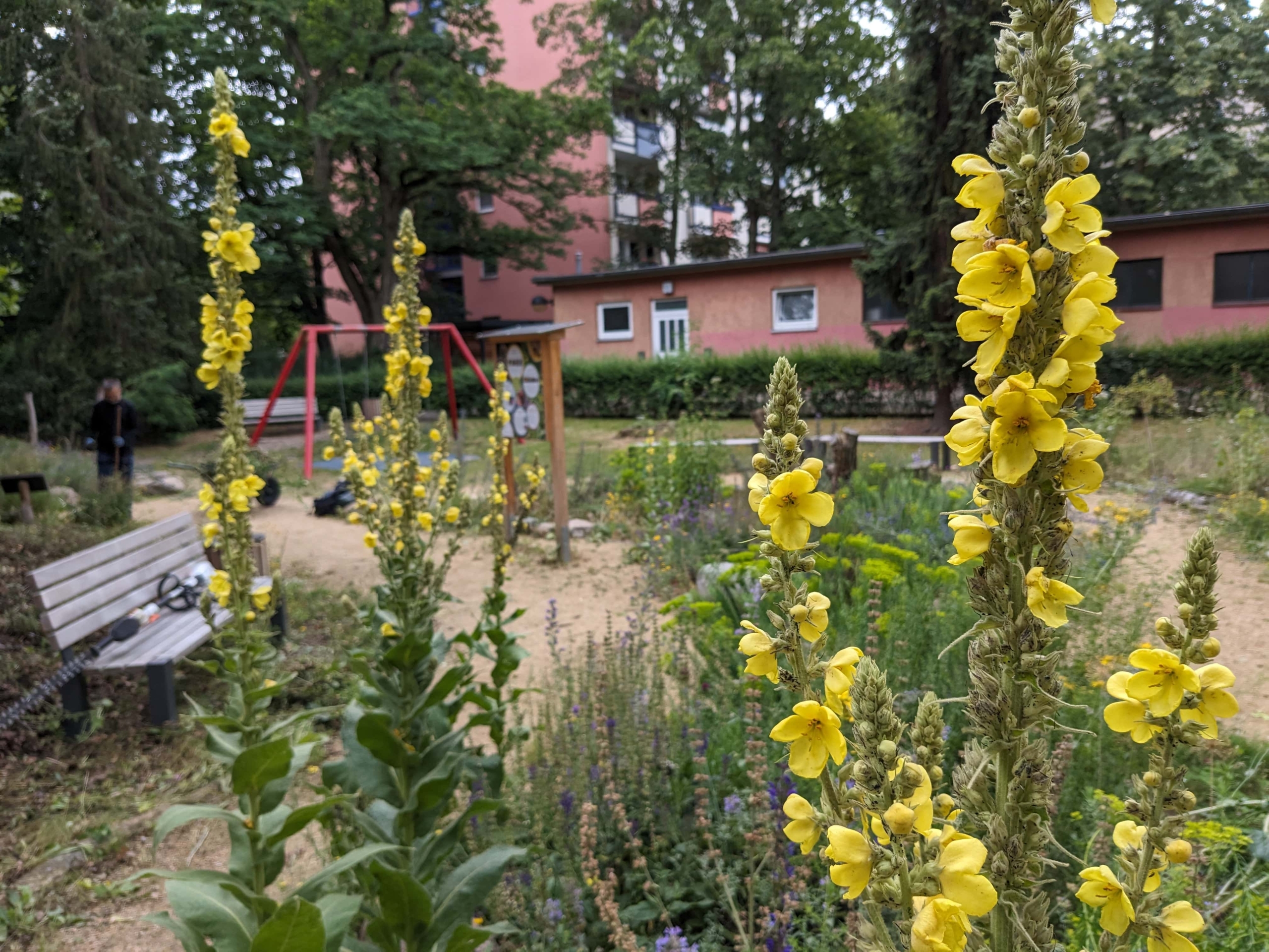 Vor städtischen Häusern wachsen in einer Grünfläche hohe gelbe Blumen, daneben steht eine Bank