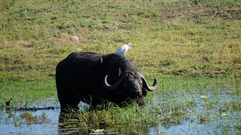 Ein Wasserbüffel steht in einem Tümpel, auf seinem Rücken sitzt ein weißer Reiher