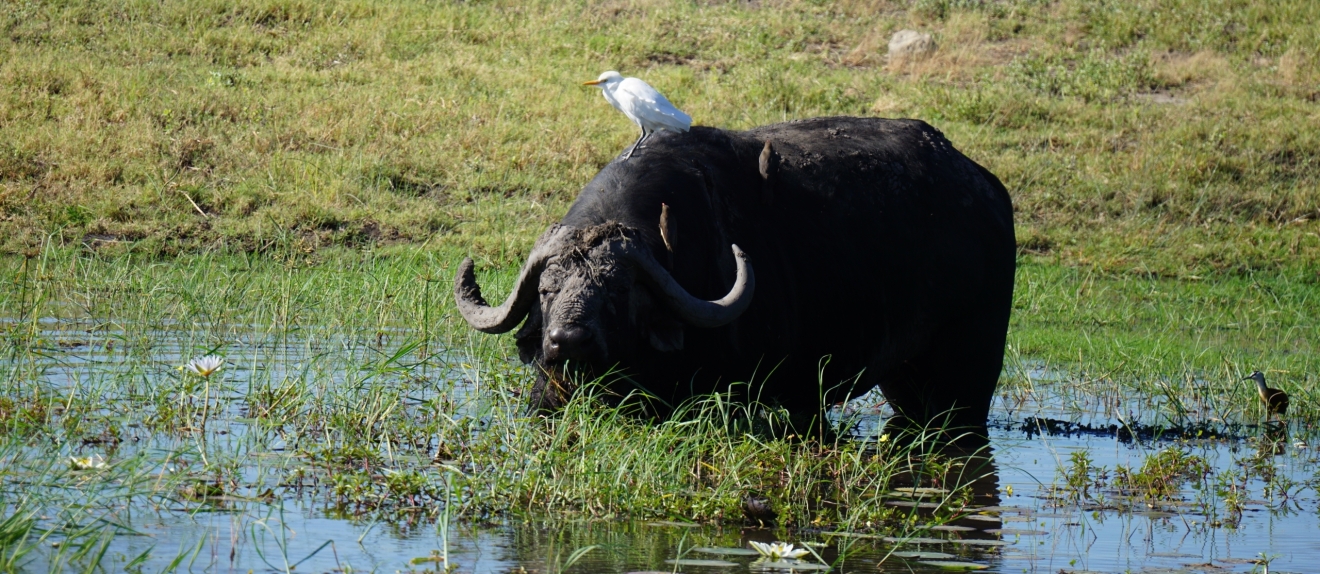 Ein Wasserbüffel steht in einem Tümpel, auf seinem Rücken sitzt ein weißer Reiher