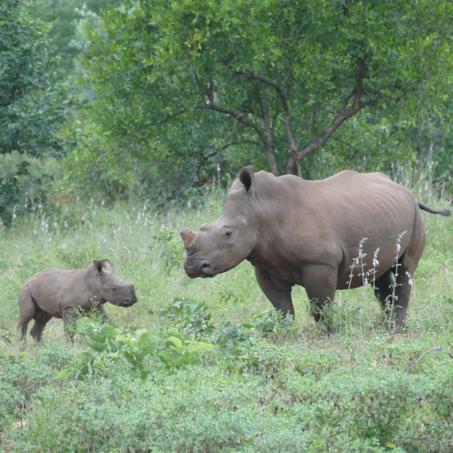 Ein Nashorn und sein Jungtier stehen sich in einer grünen Landschaft gegenüber