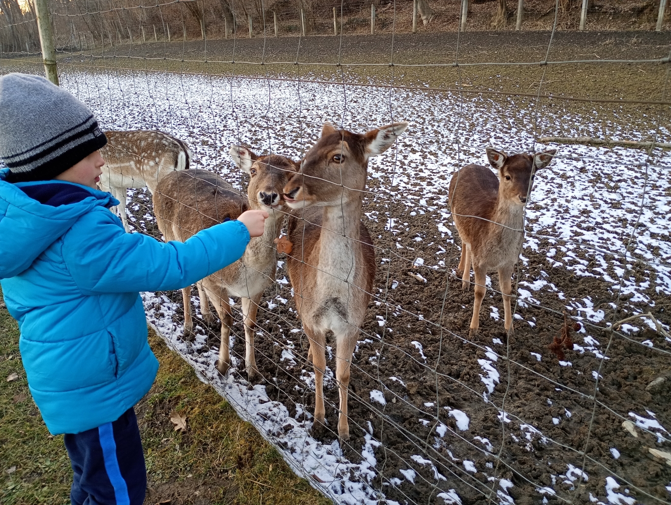 Ein Junge in blauer Jacke mit Mütze streckt die Hand durch einen Zaun, hinter dem Damwild steht