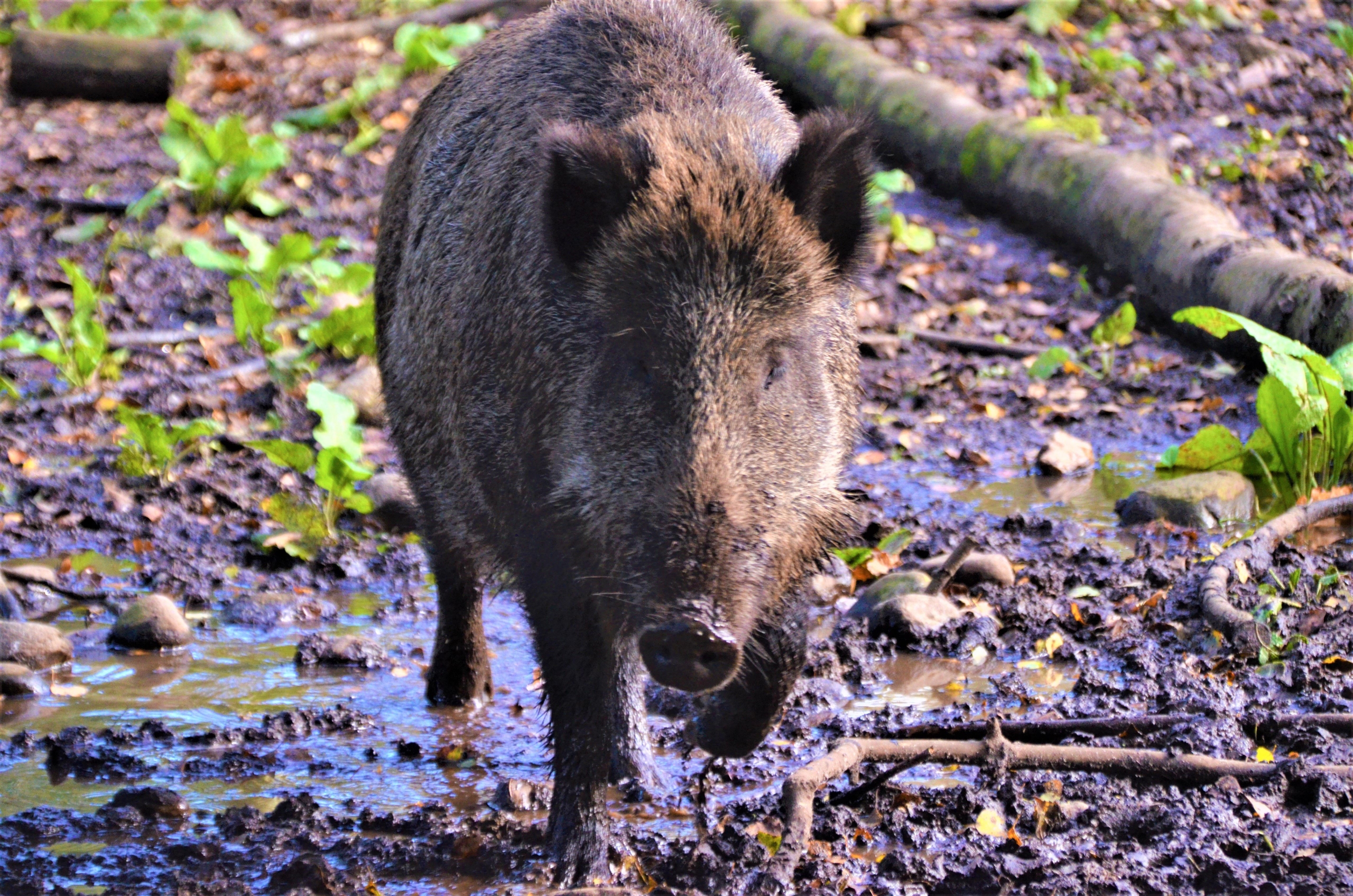 Ein Wildschwein kommt über nassen Waldboden auf den Betrachter zu