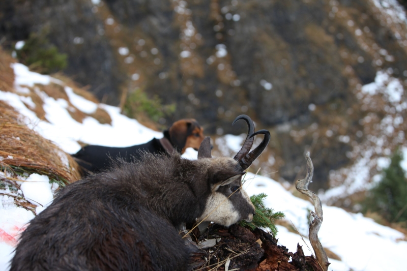 Im Schnee an einem Berghang liegt eine tote Gams, dahinter ein Jagdhund, beide scheinen ins Tal zu blicken