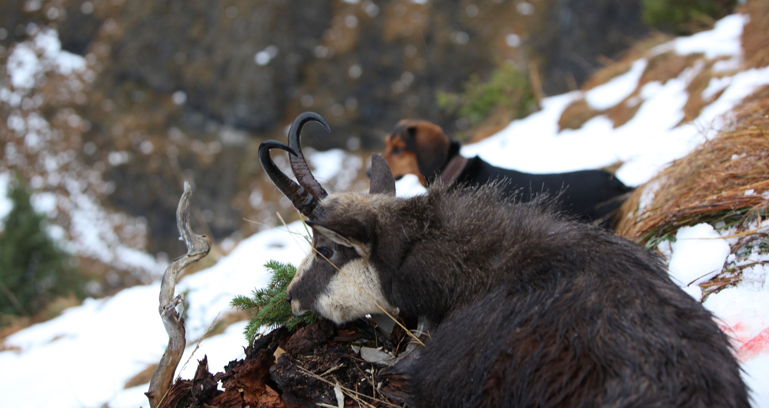 Im Schnee an einem Berghang liegt eine tote Gams, dahinter ein Jagdhund, beide scheinen ins Tal zu blicken