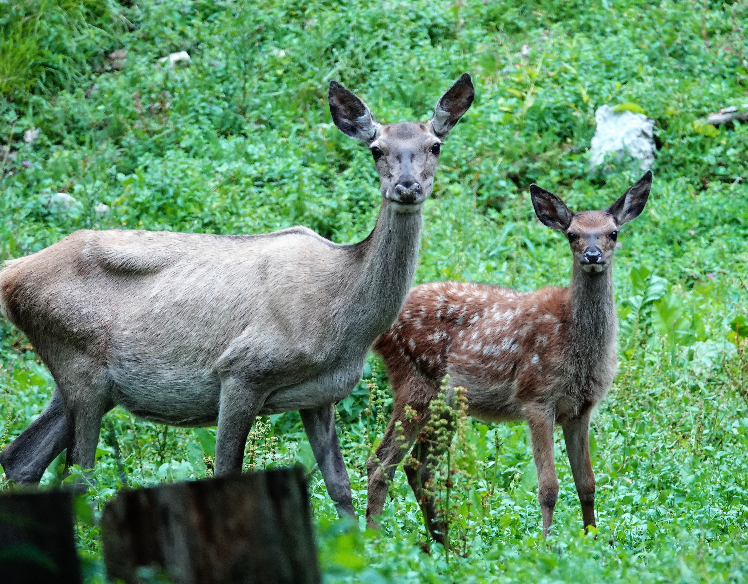 Eine graue Hirschkuh und in Kalb mit Punkten schauen neugierig in die Kamera