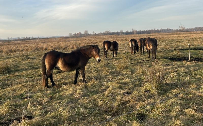 Auf einer weiten Offenlandfläche grasen dunkelbraune Ponies