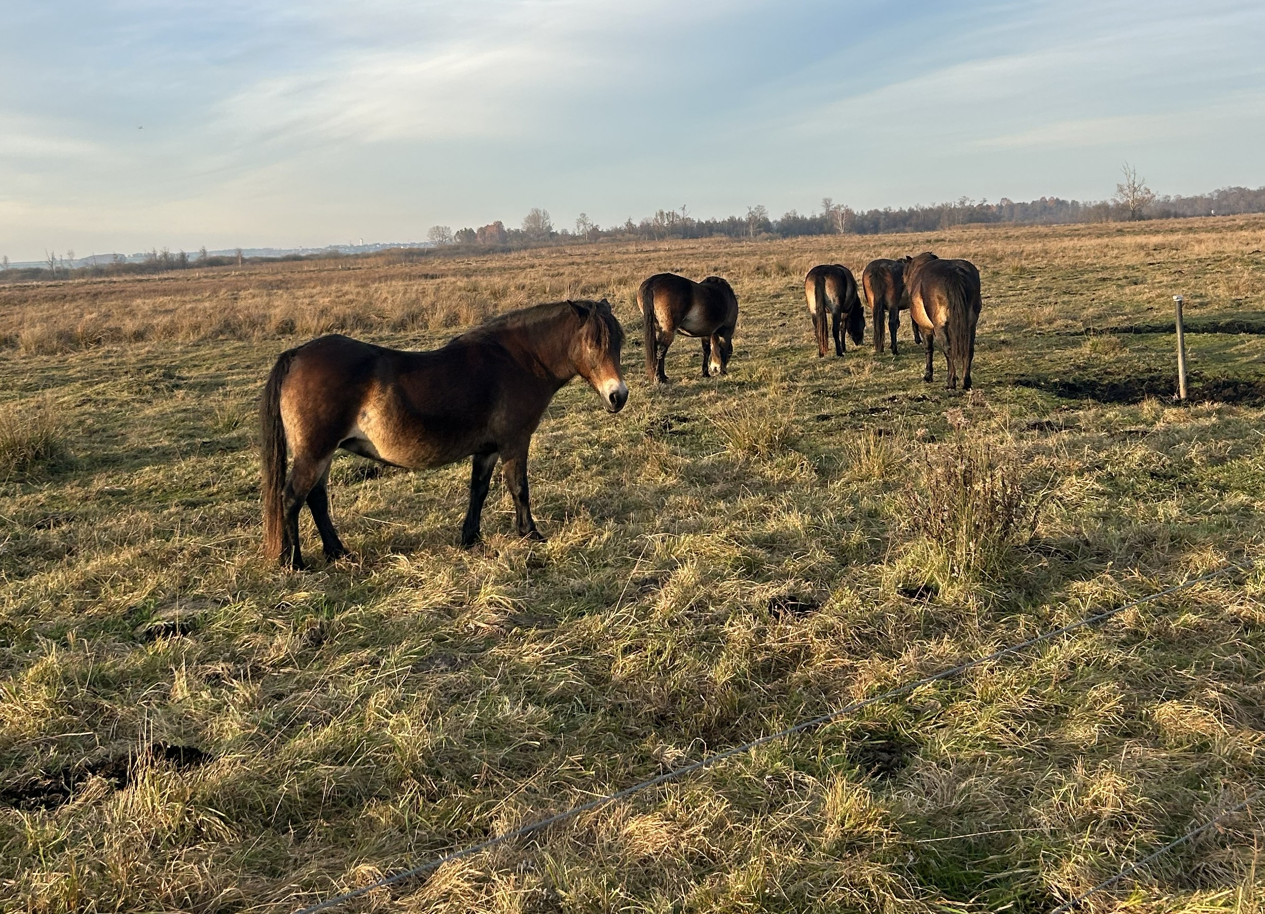 Auf einer weiten Offenlandfläche grasen dunkelbraune Ponies