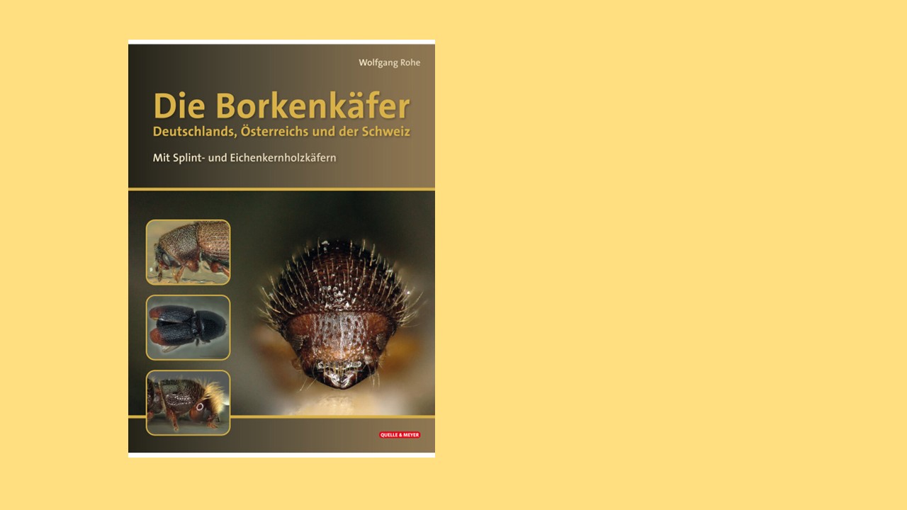 Vor sonnengelbem Hintergrund ein braunes Buch mit dem Titel "Die Borkenkäfer"
