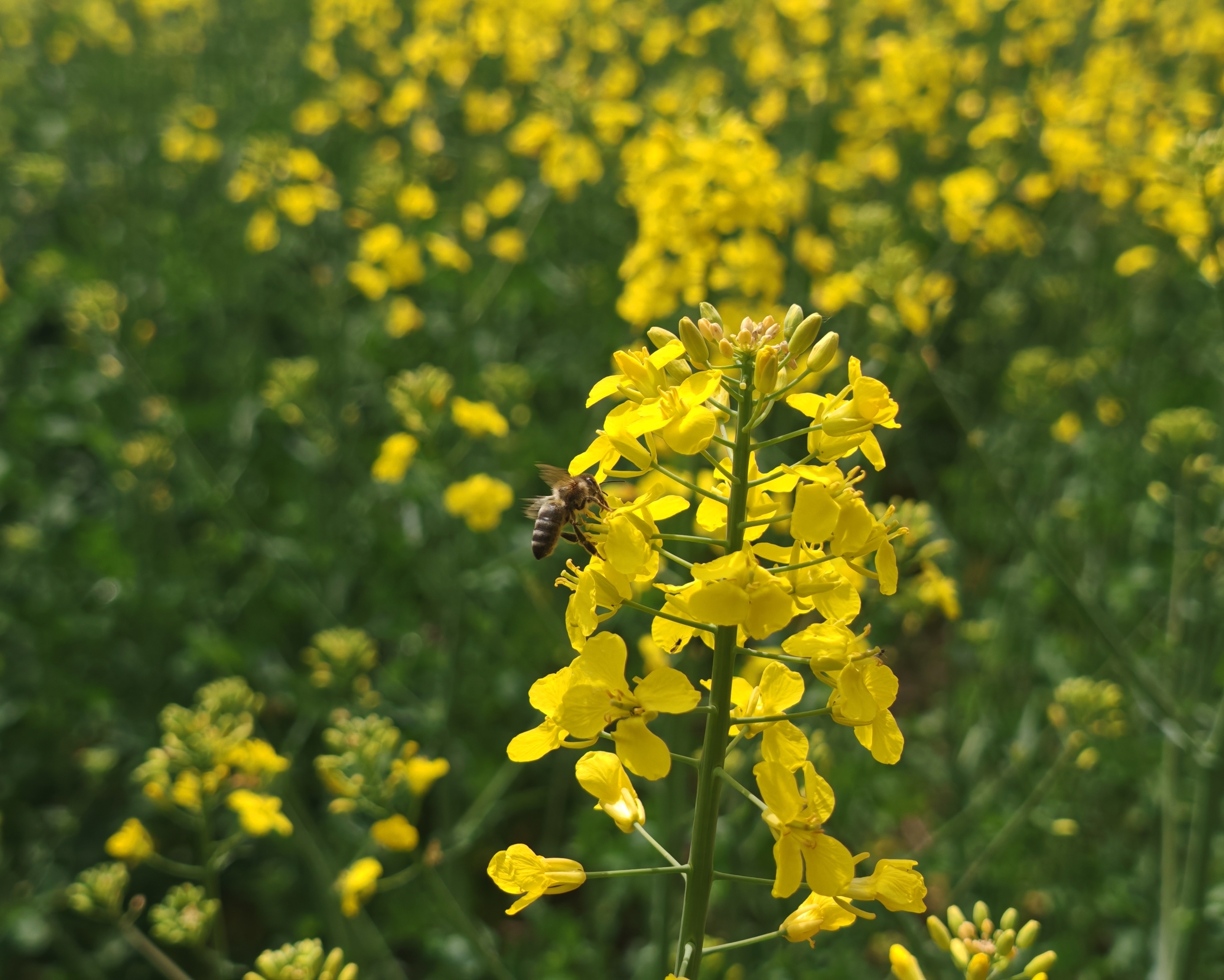 Eine einzelne Rapsblüte vor einem Rapsfeld, an der sich gerade eine Biene niederlässt