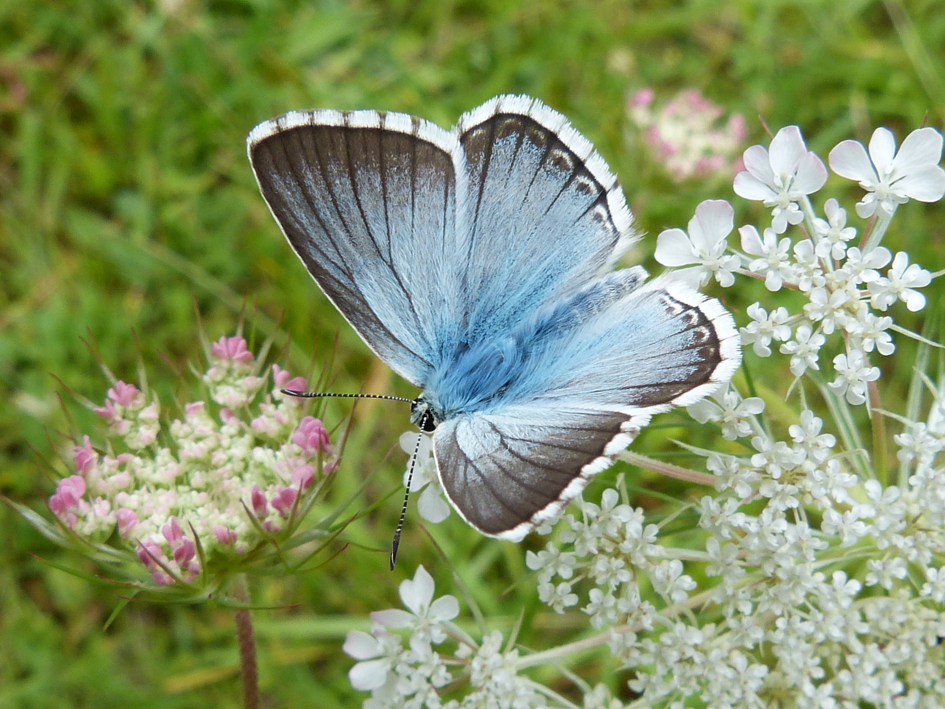 Ein blauer Schmetterling über weißen und rosa Blüten