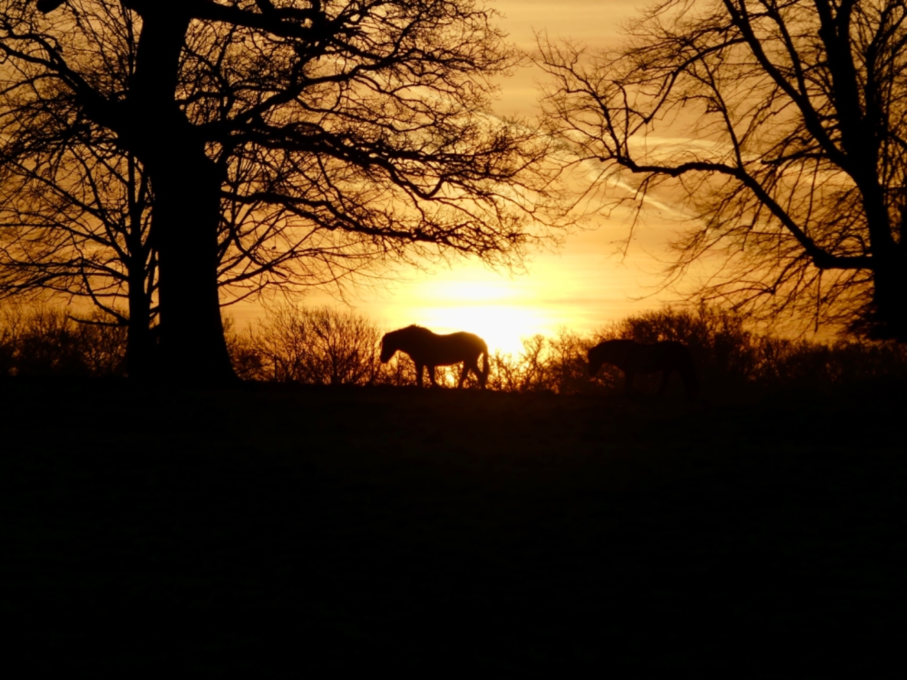 Vor einem leuchtenden Sonnenuntergang steht ein Pony zwischen hohen, alten Bäumen