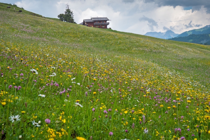 Eine bunt blühende Bergwiese, an deren Ende ein Haus mit Bergblick steht