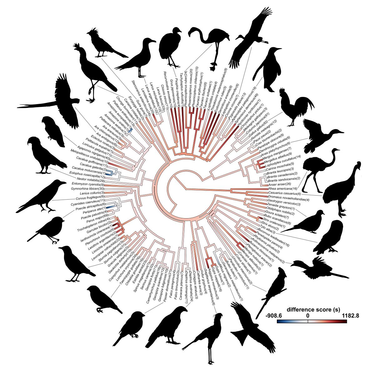 Ein rundes Diagramm, das innen aus den Namen und außen aus den Silhouetten von Vogelarten besteht