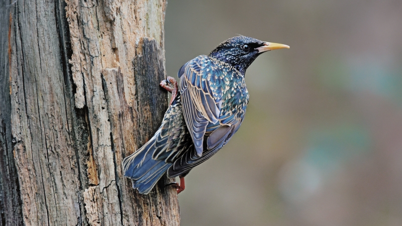 Ein bunt schillernder Vogel hängt an einem Baum und schaut sich neugierig um