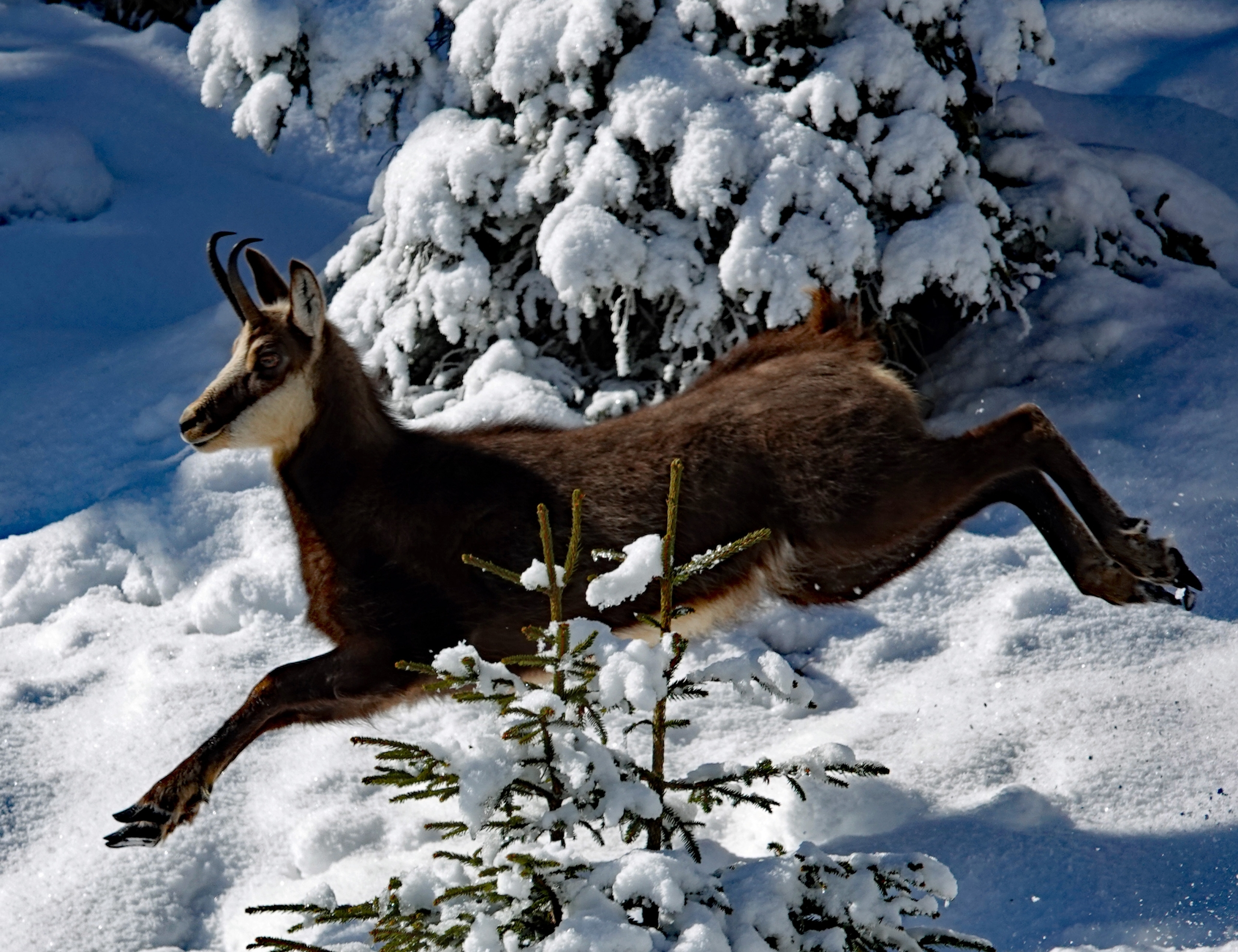 Eine Gams flüchtet durch einen tief verschneiten Wald.