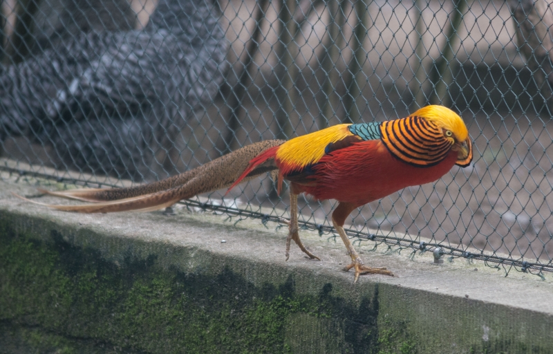 Ein gold-bunter Vogel spaziert in einem Gehege über ein Mäuerchen