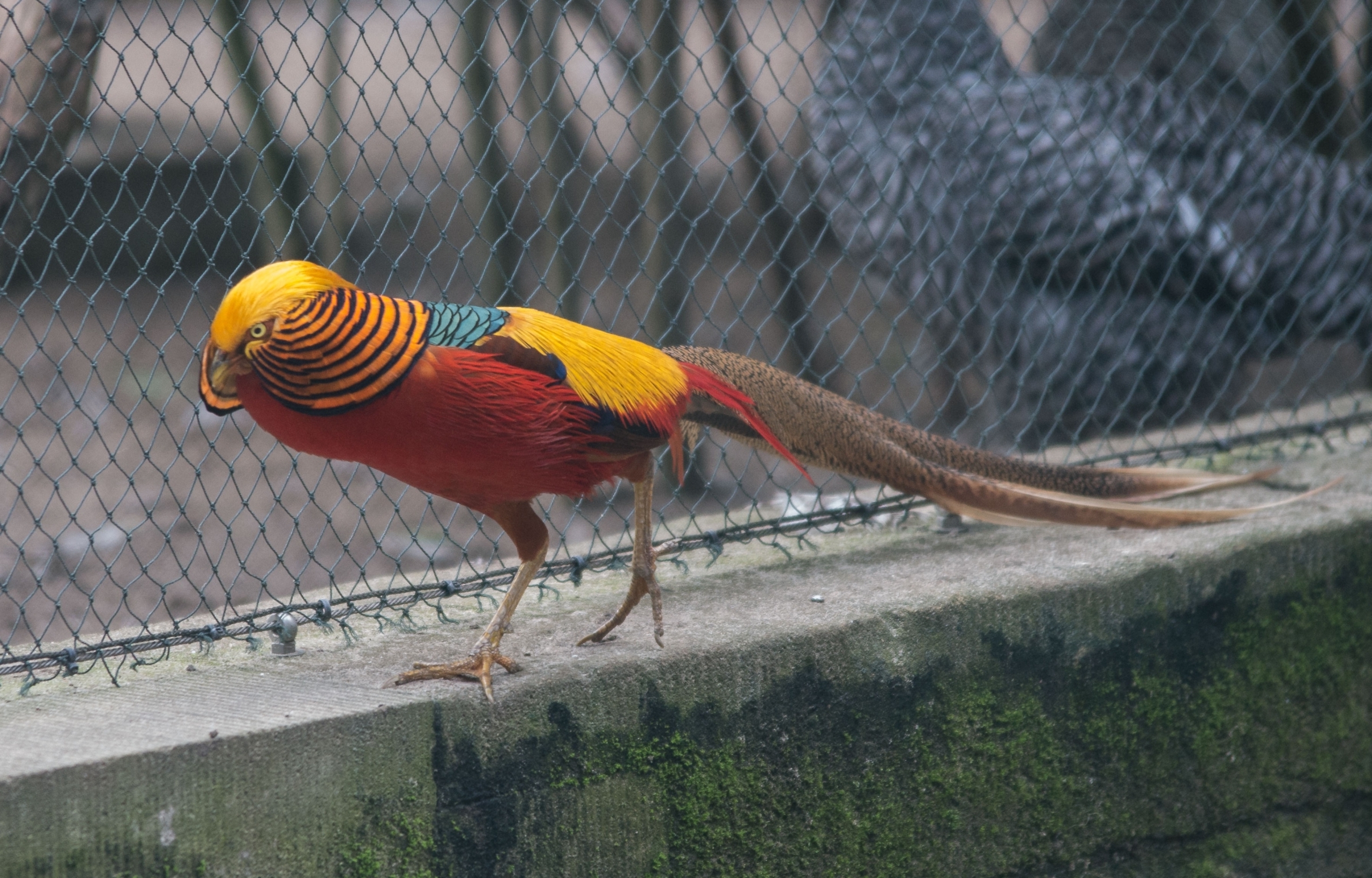 Ein gold-bunter Vogel spaziert in einem Gehege über ein Mäuerchen