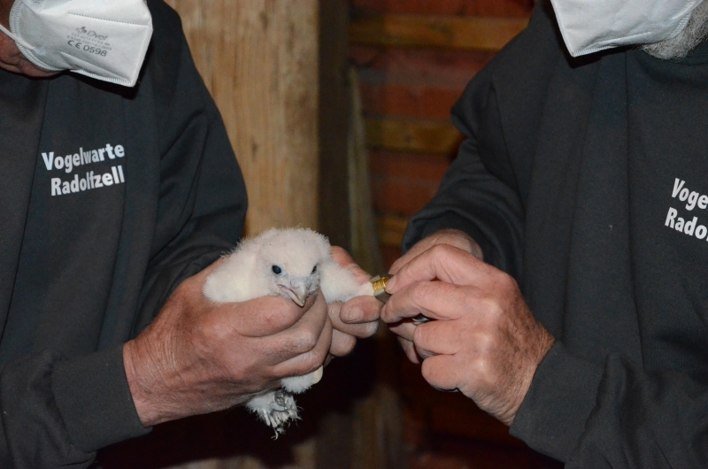 Zwei Menschen in dunkelblauen Pullovern der Vogelschutzwarte Radolfzell beringen einen jungen Falken