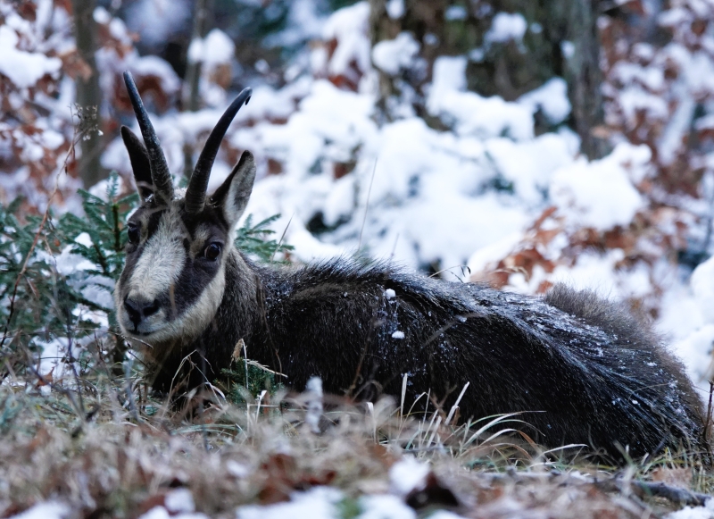 Eine Gams kauert im verschneiten Wald am Boden