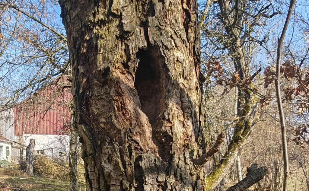 Ein Stück Baumstamm mit Spechthöhle ragt durchs Bild, dahinter blauer Himmel und Gebäude