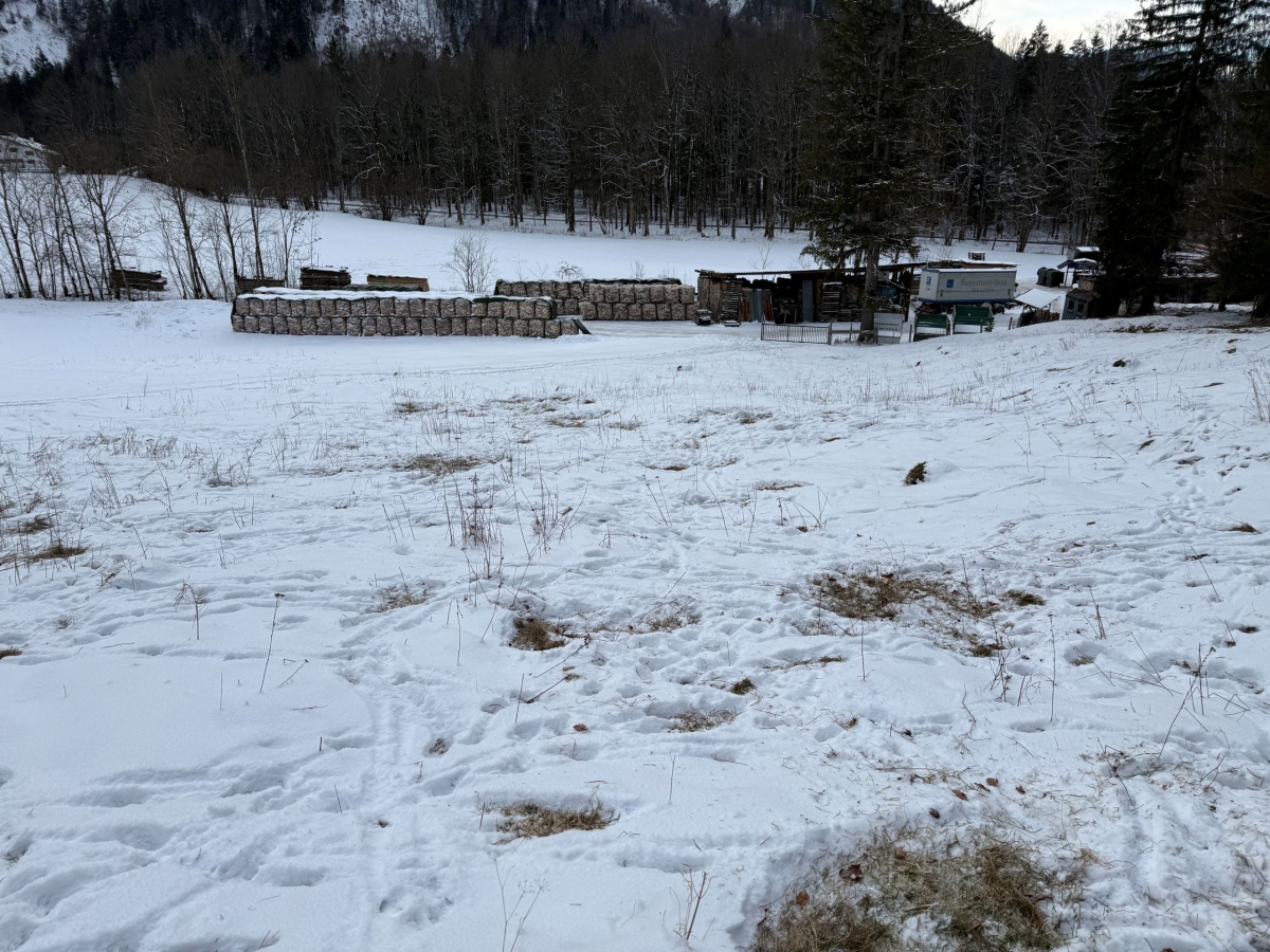 Eine schneebedeckte Fläche mit Tierfährten, auf der Gras freigeschlagen ist; im Hintergrund eine Fütterungsanlage