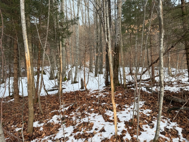 In einem Winterwald stehen kahle, frisch geschälte Baumstämmchen
