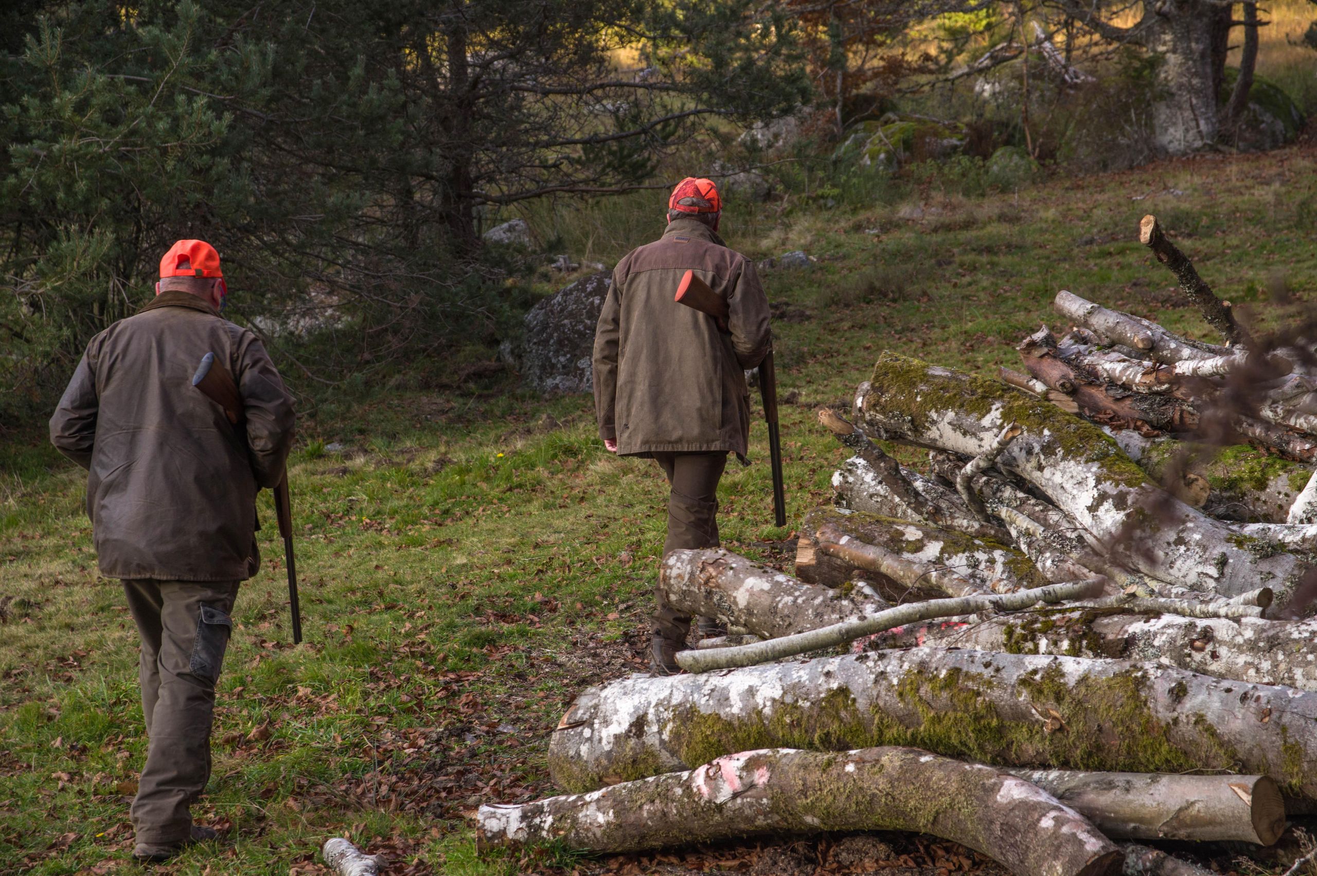 Zwei Männer in jagdlicher grüner Kleidung mit roten Caps und Waffen unter dem Arm gehen vom Betrachter weg in einen Wald