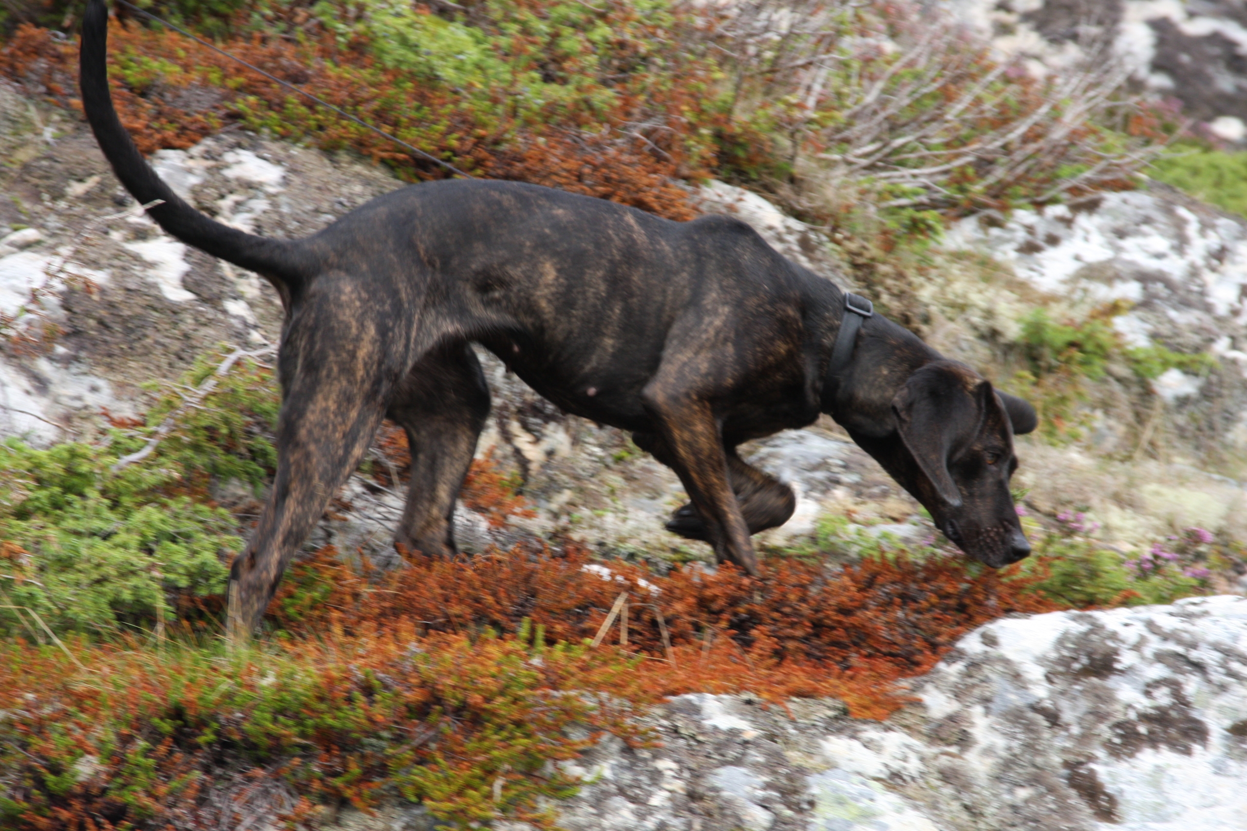 Ein kurzfelliger, dunkel gestromter Hund schnuppert an wildes Sträuchern.