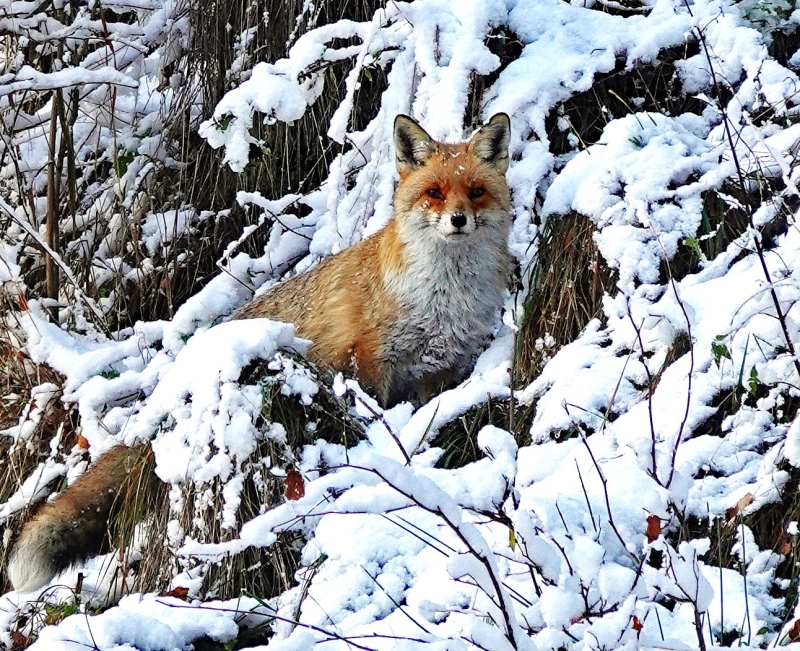 Foto von einem Fuchs im verschneiten Wald, der den Betrachter aufmerksam anschaut