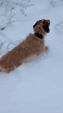 Video eines angeleinten Hundes, der mit Mühe durch hohen Schnee springt