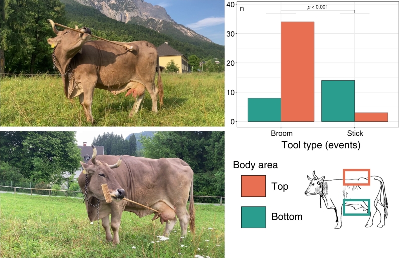 Links sind zwei Bilder einer Kuh zu sehen, die sich mit einem Besen kratzt, rechts daneben eine Grafik mit roten und grünen Balken