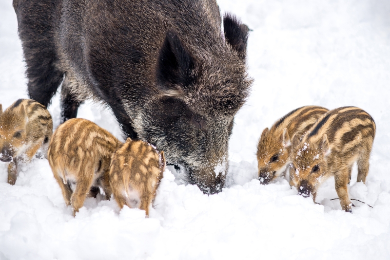 Ein Wildschwein mit gestreiften Frischlingen wühlt im Schnee
