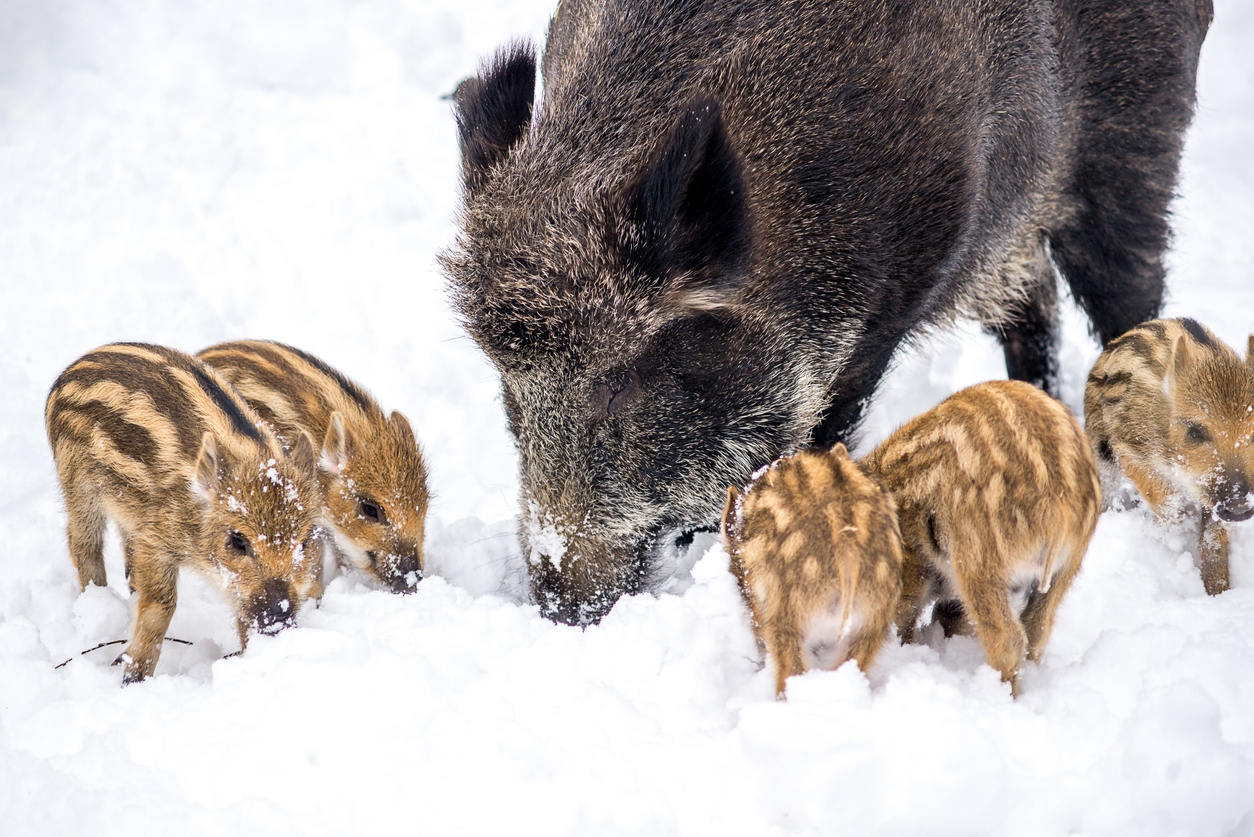 Ein Wildschwein mit gestreiften Frischlingen wühlt im Schnee