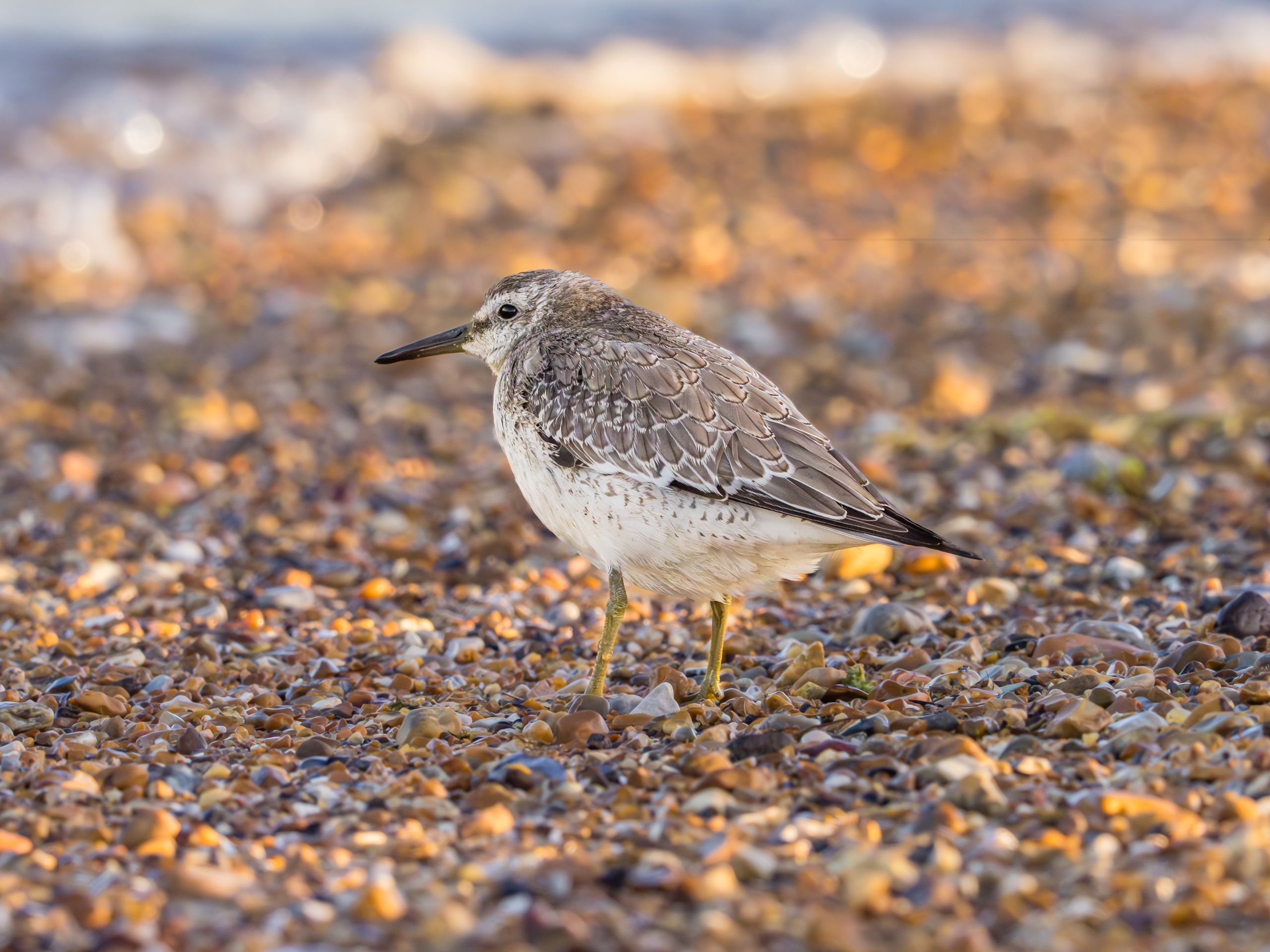 Ein graubrauner Watvogel sitzt an einem Strand