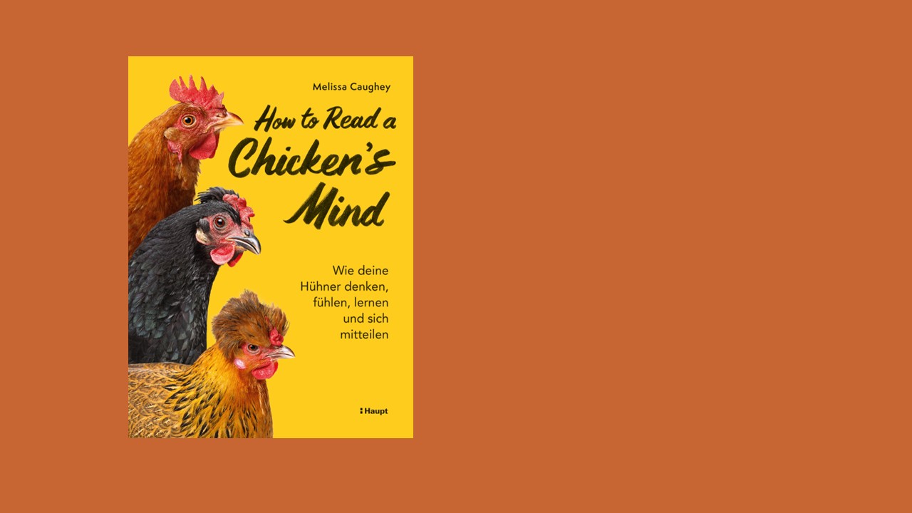 Vor braunem Hintergrund ein gelber Buchtitel mit drei Hühnern und dem Text: "How to read a chickens mind"