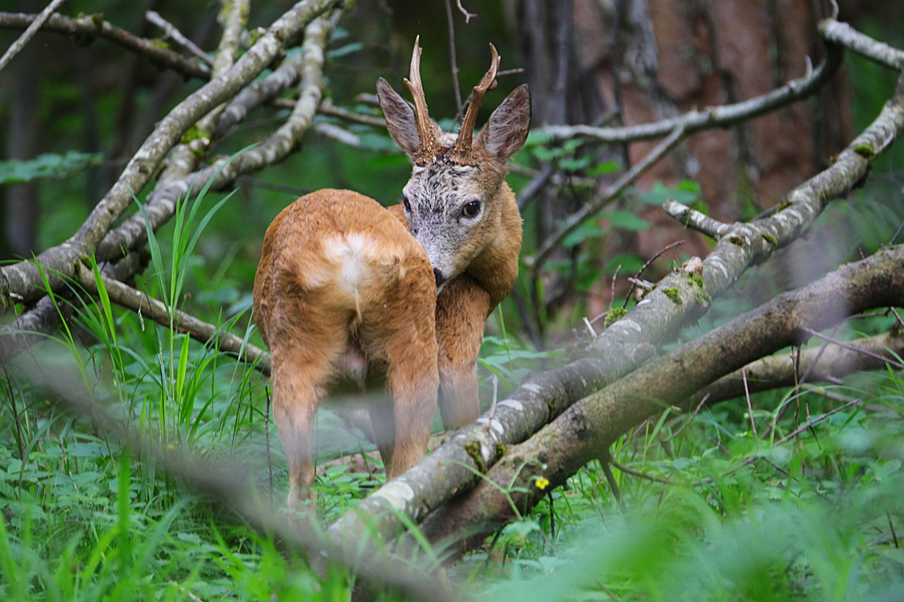 Ein Rehbock steht im Sommer im Unterholz, wendet den Kopf zu seiner Flanke und schaut dabei den Betrachter an