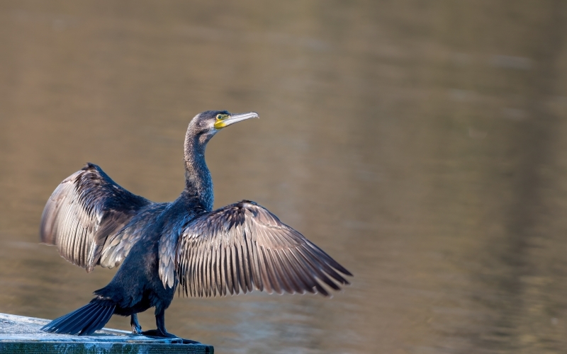 Ein großer schwarzer Vogel sitzt mit ausgebreiteten Schwingen an einem Gewässer