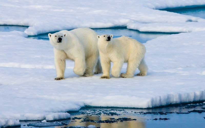 Auf treibenden Eisschollen stehen ein großer und ein kleiner Eisbär