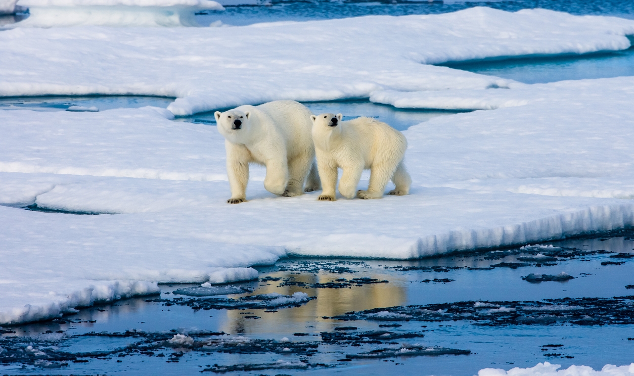 Auf treibenden Eisschollen stehen ein großer und ein kleiner Eisbär