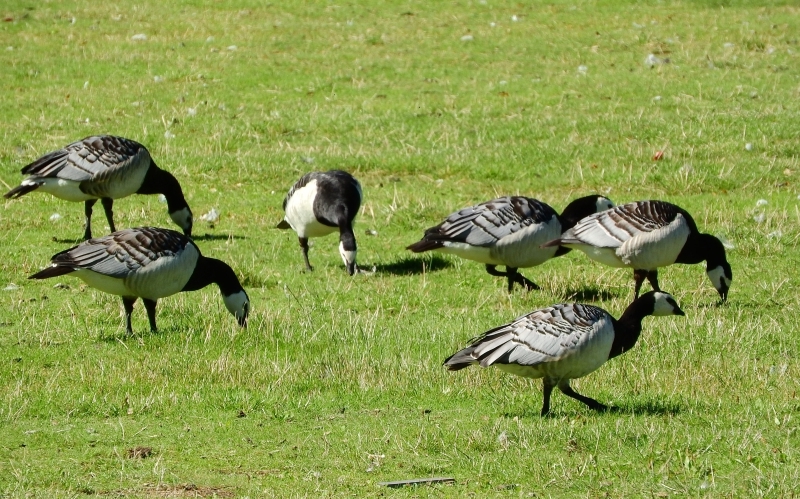 Mehrere grau-weiß-schwarze Gänse äsen auf einer Wiese