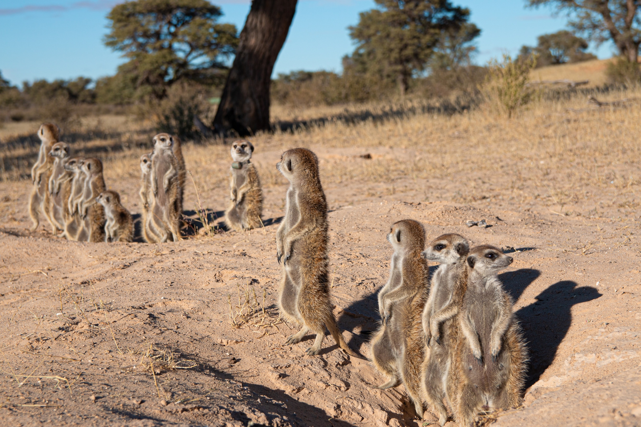 Eine Gruppe Erdmännchen steht aufgereiht in einer steppenartigen Landschaft