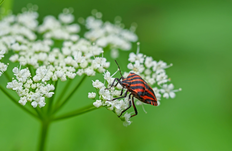 An einer weißen Doldenblüte krabbelt eine rot-schwarz gestreifte Wanze