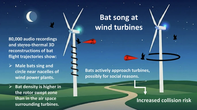 Grafik von zwei Windrädern vor nächtlichem Himmel, die von Objekten umkreist werden. Daneben steht Text, die Überschrift lautet "Bat song at wind turbines". 