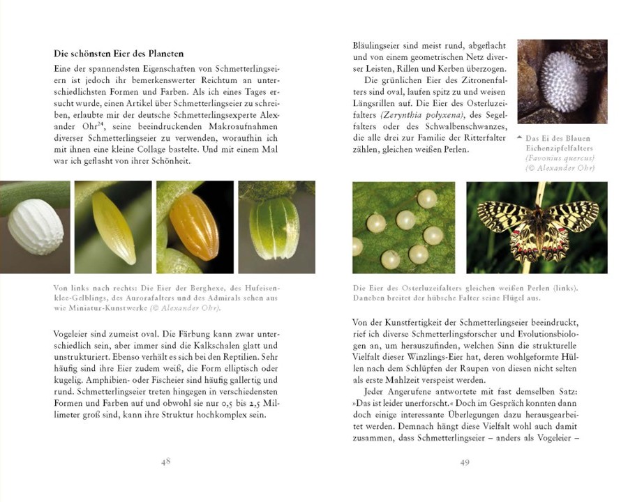 Scan von zwei Buchseiten mit Bildern von Schmetterlingseiern